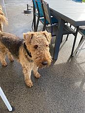 Donne chien mâle Airedale Terrier 6 ans - Manche - Photo 2