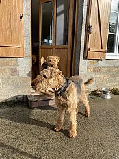 Donne chien mâle Airedale Terrier 6 ans - Manche - Photo 3