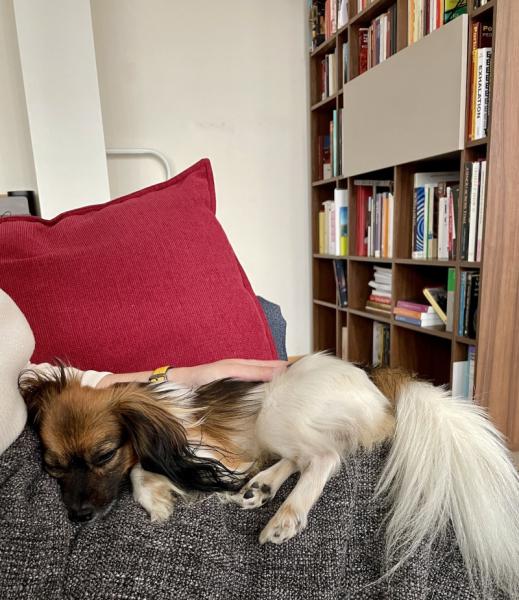 Donne Epagneul Nain Phalène 2 ans - Haute Savoie