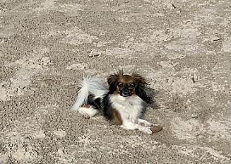 Donne Epagneul Nain Phalène 2 ans - Haute Savoie - Photo 2