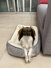 Donne Epagneul Nain Phalène 2 ans - Haute Savoie - Photo 3