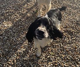 Donne Springer spaniel 4 ans - Seine et Marne