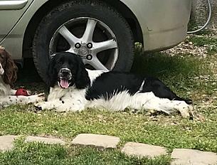 Donne Springer spaniel 4 ans - Seine et Marne - Photo 2