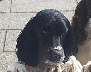 Donne Springer spaniel 4 ans - Seine et Marne - Photo 3