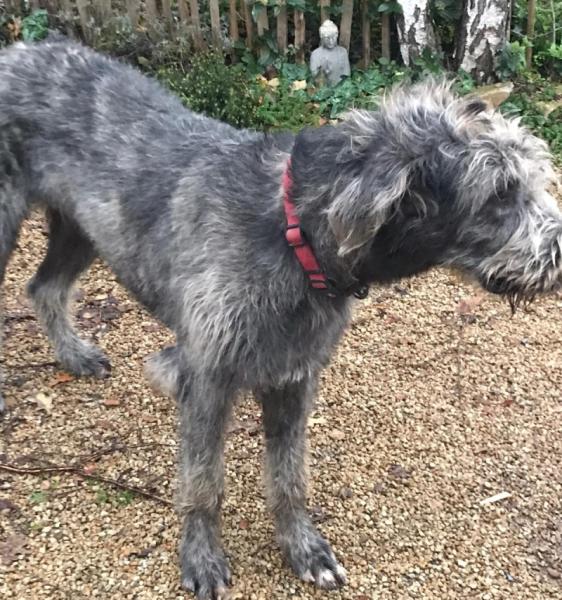 Donne Irish wolfhound 10 mois - Loire Atlantique