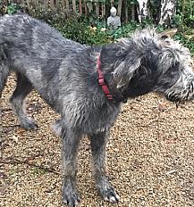 Donne Irish wolfhound 10 mois - Loire Atlantique