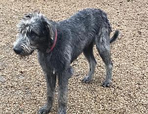 Donne Irish wolfhound 10 mois - Loire Atlantique - Photo 2