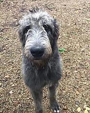 Donne Irish wolfhound 10 mois - Loire Atlantique - Photo 3
