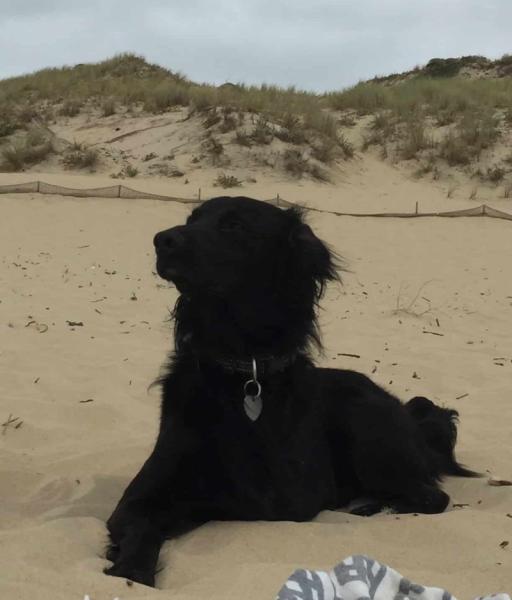 Donne Flat coated retriever 4 ans - Gironde