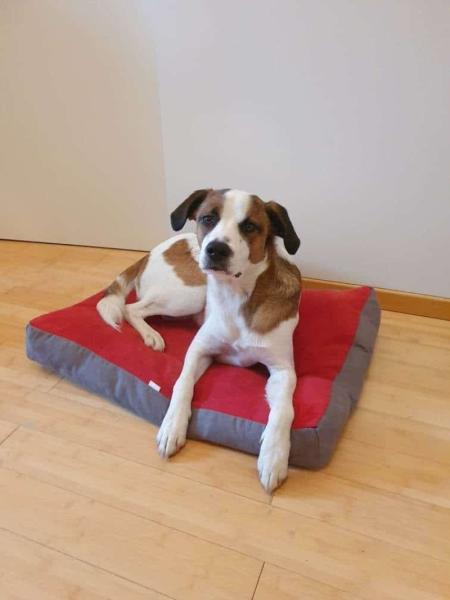 Donne chien x Royal Bourbon 1 an - Rhône