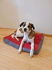 Donne chien x Royal Bourbon 1 an - Rhône