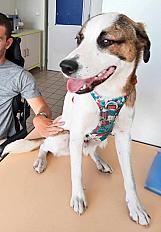 Donne chien x Royal Bourbon 1 an - Rhône - Photo 2