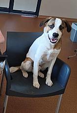 Donne chien x Royal Bourbon 1 an - Rhône - Photo 3