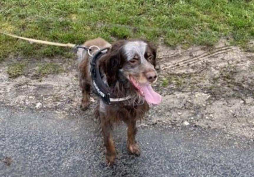 Donne Moka, épagneul picard pure race - Oise