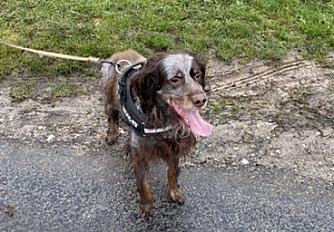 Donne Moka, épagneul picard pure race - Oise