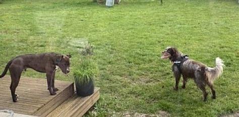 Donne Moka, épagneul picard pure race - Oise - Photo 2