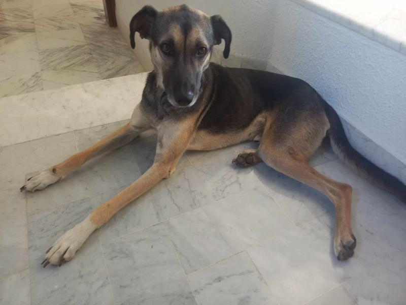 Donne Chien d'Ethiopie à donner  4 ans - Eure