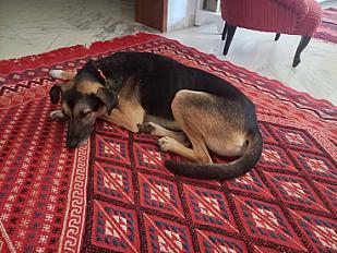 Donne Chien d'Ethiopie à donner  4 ans - Eure - Photo 2