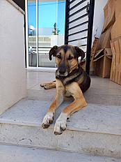 Donne Chien d'Ethiopie à donner  4 ans - Eure - Photo 3