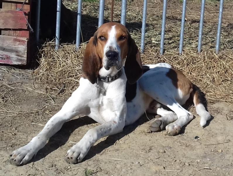 Donne Grand Anglo-français 4 ans - Belgique (Wavre)