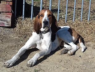 Donne Grand Anglo-français 4 ans - Belgique (Wavre)