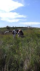 Donne Grand Anglo-français 4 ans - Belgique (Wavre) - Photo 2