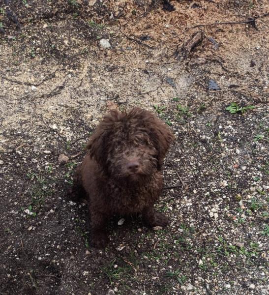 À adopter adorable chiot romagnolo 3 mois - Dordogne