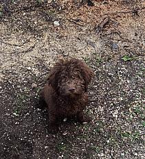 À adopter adorable chiot romagnolo 3 mois - Dordogne - Photo 2