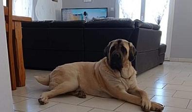 Donne Nounours mastiff de 3 ans - Vosges