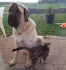 Donne Nounours mastiff de 3 ans - Vosges - Photo 2