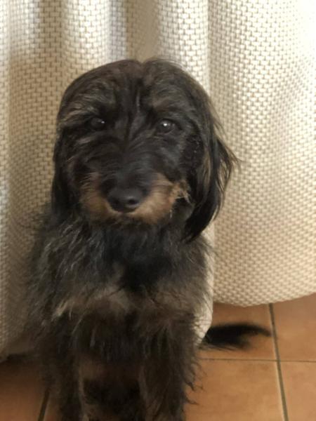 Donne chien teckel x griffon 2 ans - Var