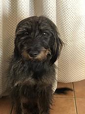 Donne chien teckel x griffon 2 ans - Var