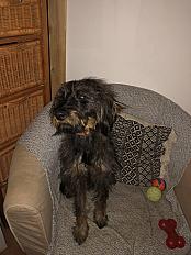 Donne chien teckel x griffon 2 ans - Var - Photo 2