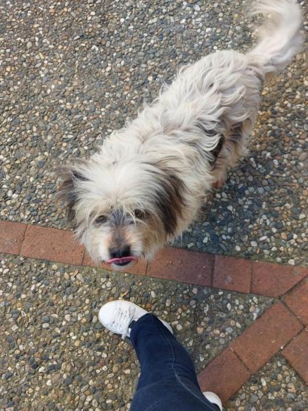 Donne chienne griffon 4 ans - Tarn et Garonne