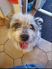 Donne chienne griffon 4 ans - Tarn et Garonne - Photo 2