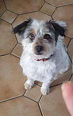 Donne chienne griffon 4 ans - Tarn et Garonne - Photo 3