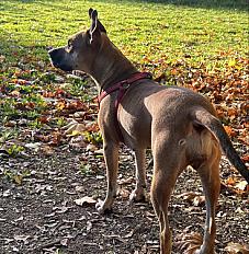 Don de Bonnie croisé Kelpie Australien - Seine et Marne