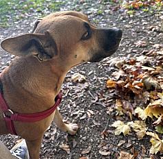 Don de Bonnie croisé Kelpie Australien - Seine et Marne - Photo 2