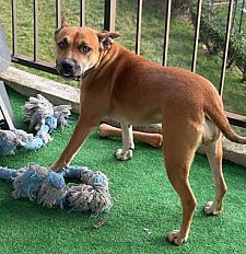 Don de Bonnie croisé Kelpie Australien - Seine et Marne - Photo 3