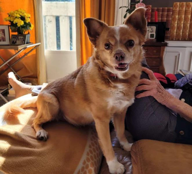 Donne petite chienne podenco ibicenco - Puy de Dôme