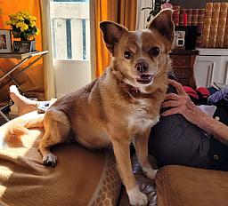 Donne petite chienne podenco ibicenco - Puy de Dôme