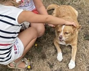 Donne petite chienne podenco ibicenco - Puy de Dôme - Photo 2