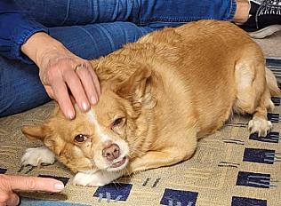 Donne petite chienne podenco ibicenco - Puy de Dôme - Photo 3