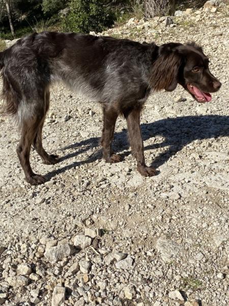 Donne Epagneul  1 an - Bouches du Rhône