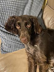 Donne Epagneul  1 an - Bouches du Rhône - Photo 2