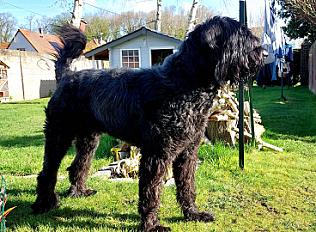 Donne Berger de Brie 21 mois - Pas de Calais