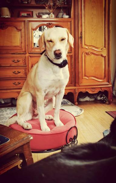 Donne chienne créole 2 ans - Seine et Marne