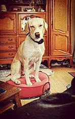 Donne chienne créole 2 ans - Seine et Marne