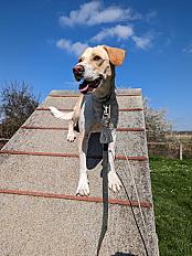 Donne chienne créole 2 ans - Seine et Marne - Photo 2
