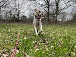 Donne chienne créole 2 ans - Seine et Marne - Photo 3